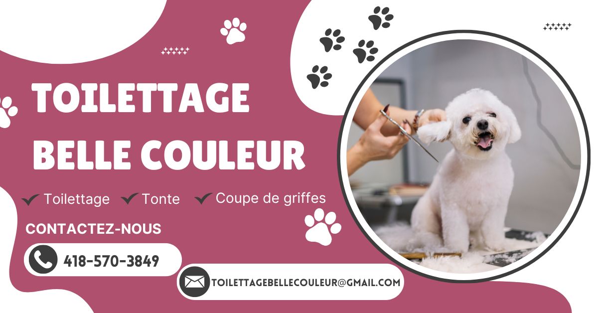 Toilettage belle couleur